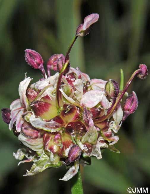 Allium scorodoprasum