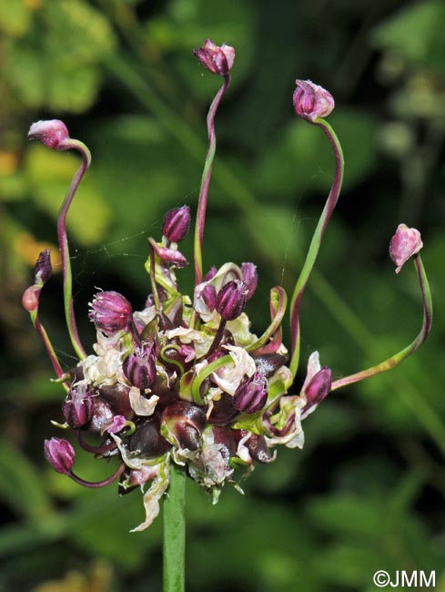 Allium scorodoprasum