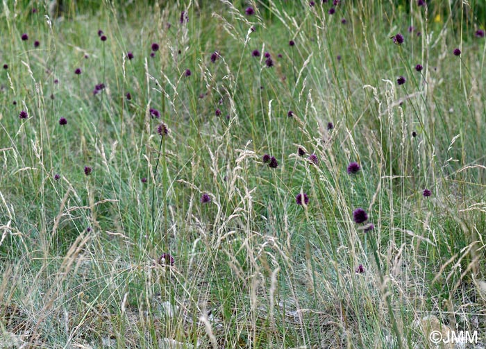 Allium sphaerocephalon