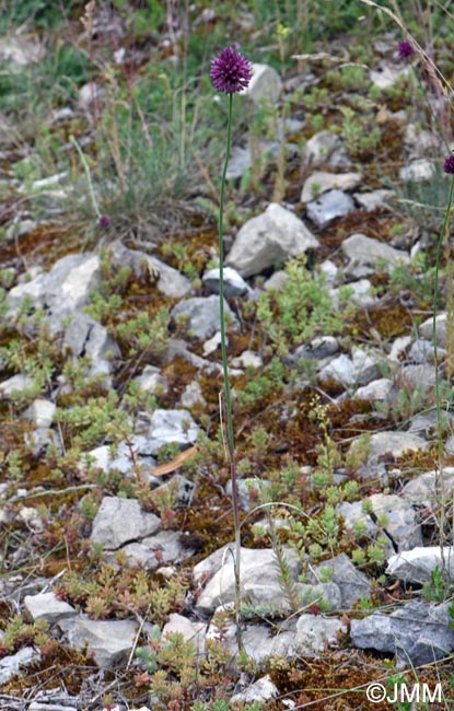 Allium sphaerocephalon