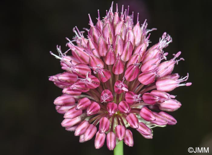 Allium sphaerocephalon
