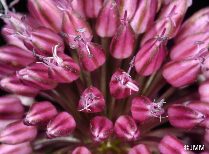 Allium sphaerocephalon