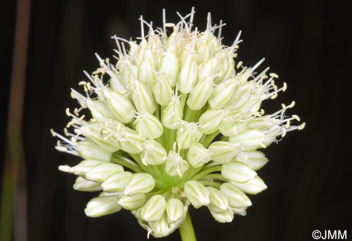 Allium sphaerocephalon f. album