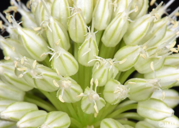 Allium sphaerocephalon f. album