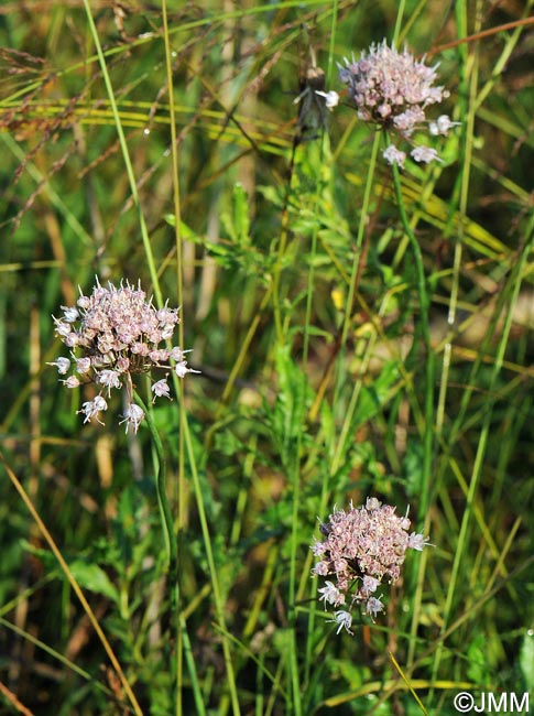 Allium suaveolens