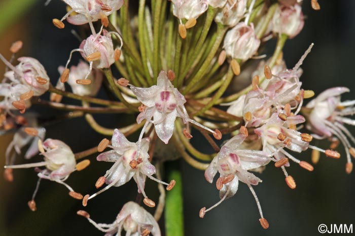 Allium suaveolens