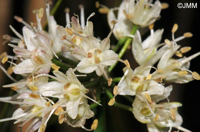 Allium suaveolens