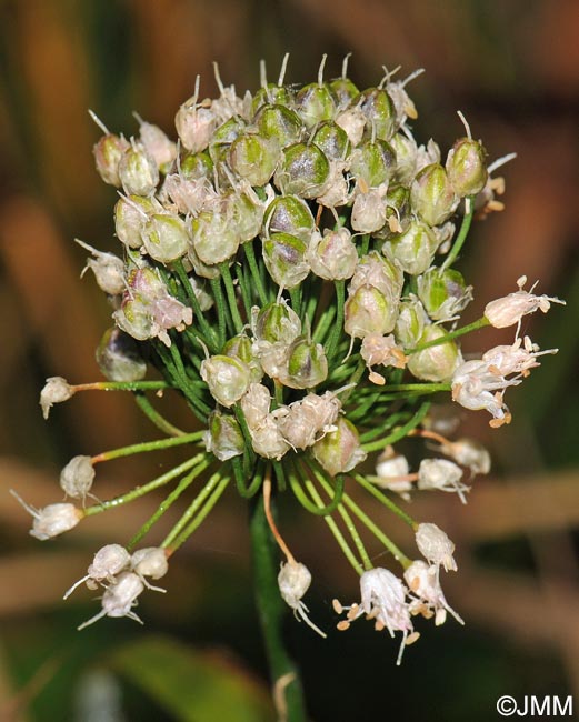 Allium suaveolens