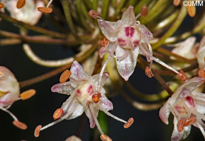 Allium suaveolens