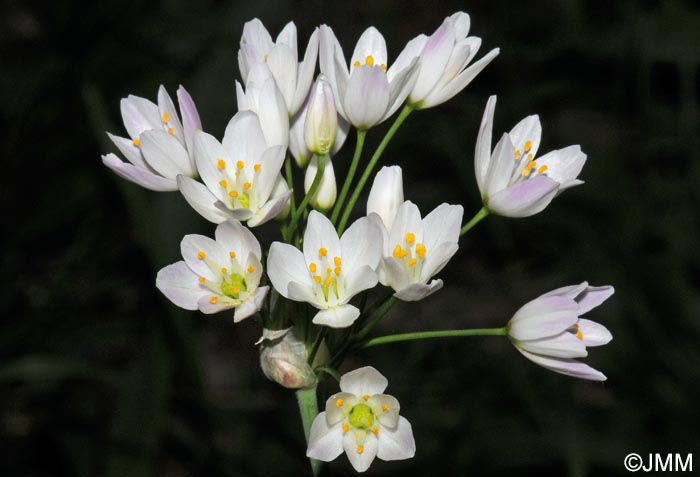 Allium subhirsutum