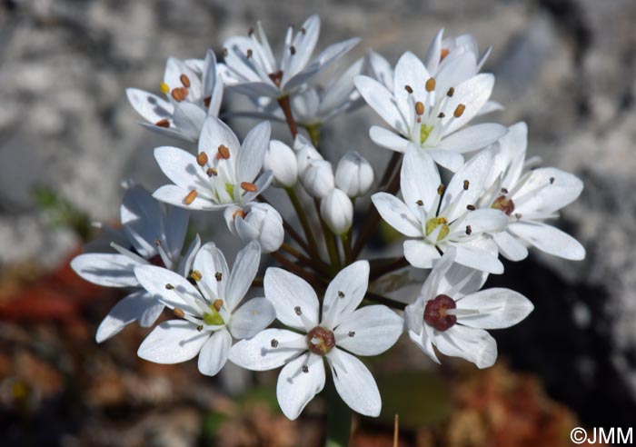 Allium subhirsutum
