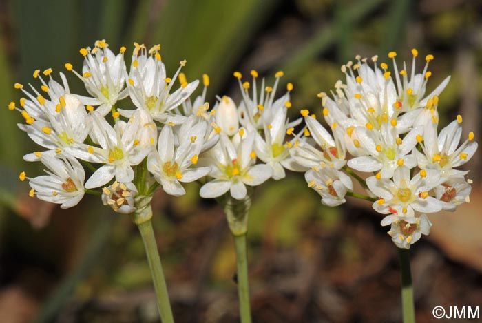 Allium subvillosum