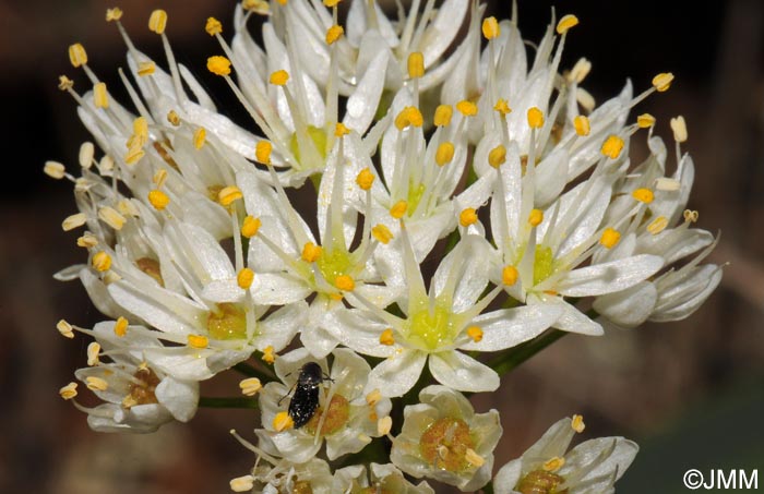 Allium subvillosum