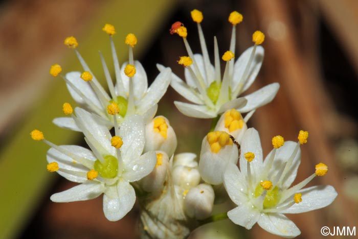 Allium subvillosum