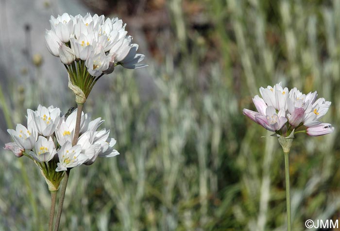 Allium trifoliatum