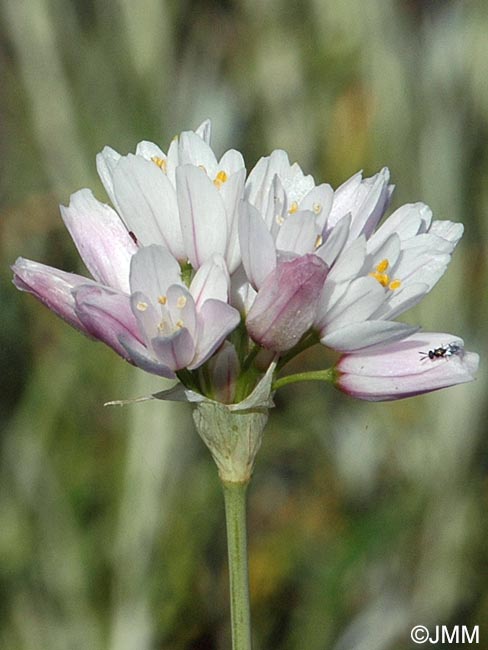 Allium trifoliatum