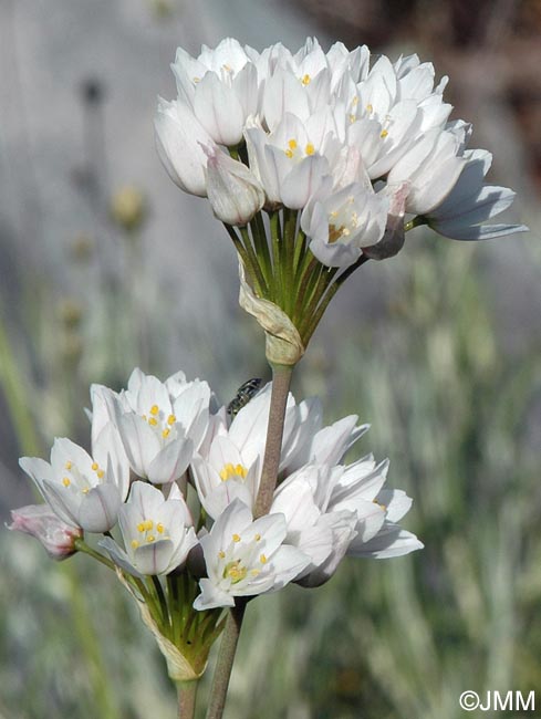 Allium trifoliatum