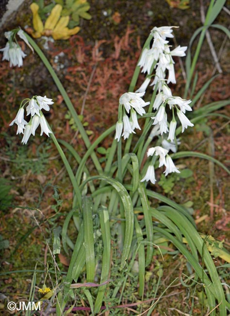 Allium triquetrum