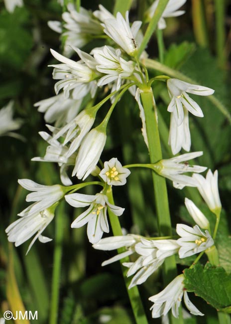 Allium triquetrum