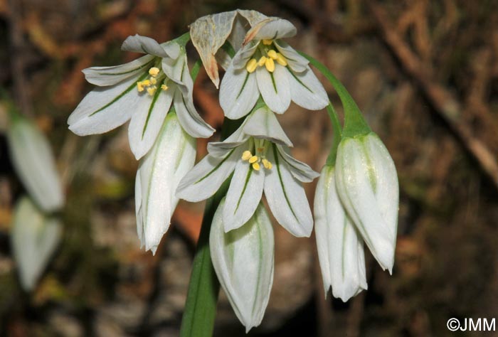 Allium triquetrum