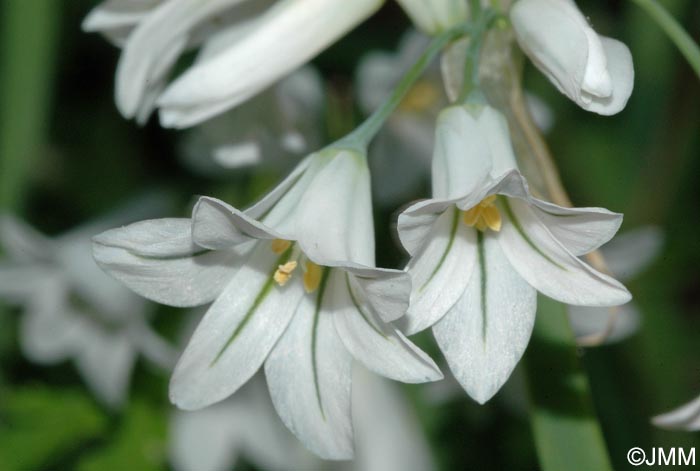 Allium triquetrum