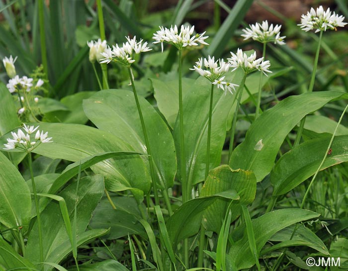 Allium ursinum