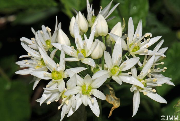 Allium ursinum