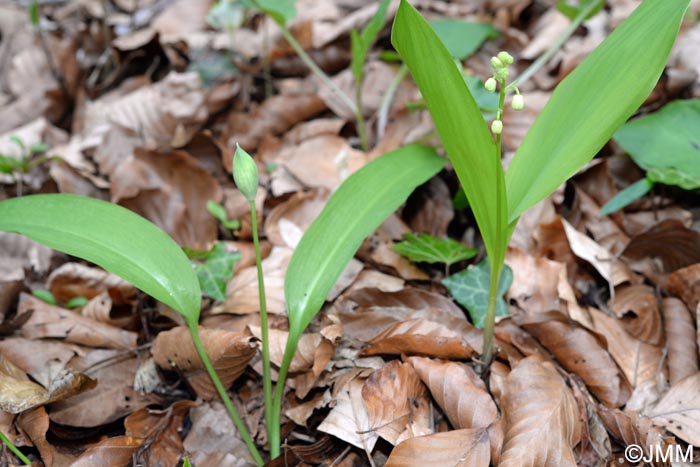 Allium ursinum & Convallaria majalis