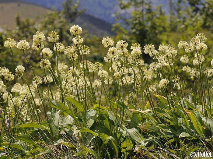 Allium victorialis