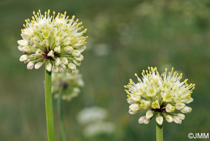 Allium victorialis