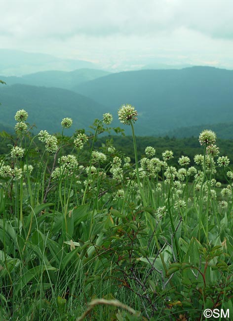 Allium victorialis