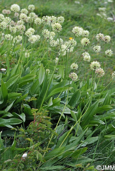 Allium victorialis