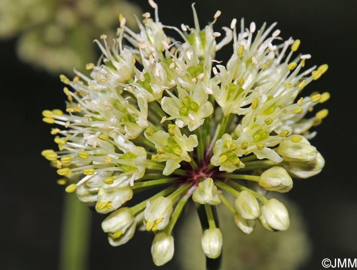 Allium victorialis