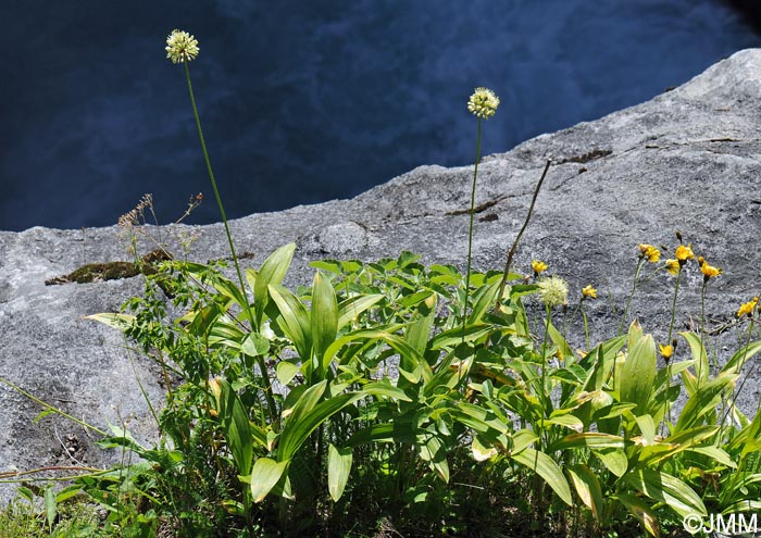 Allium victorialis