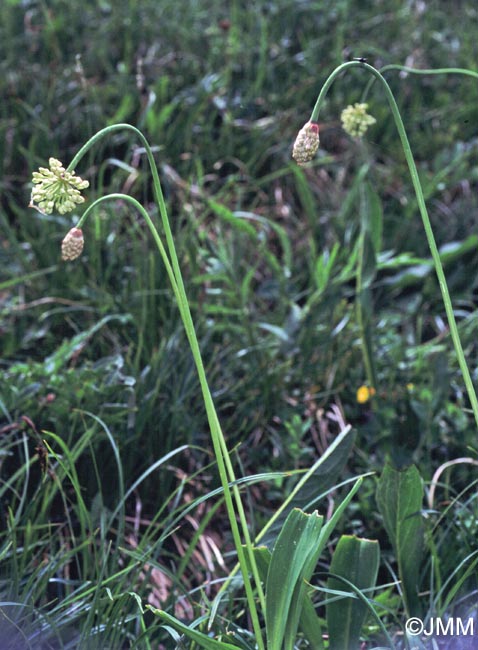 Allium victorialis