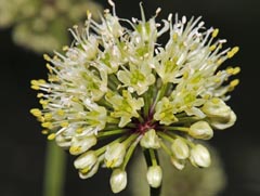 Allium victorialis