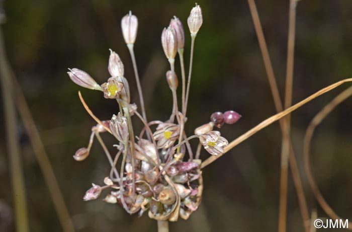 Allium vineale