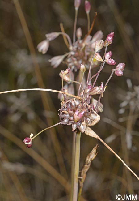 Allium vineale