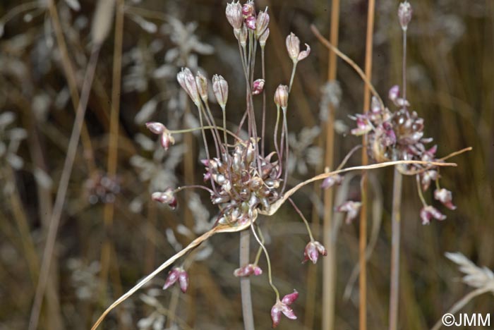 Allium vineale