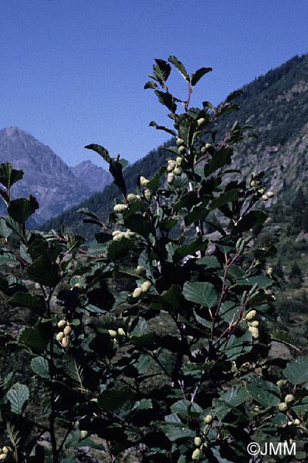 Alnus alnobetula subsp. alnobetula