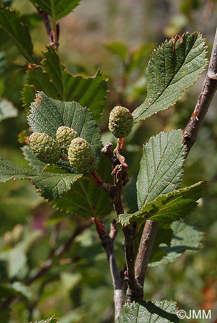 Alnus alnobetula subsp. alnobetula