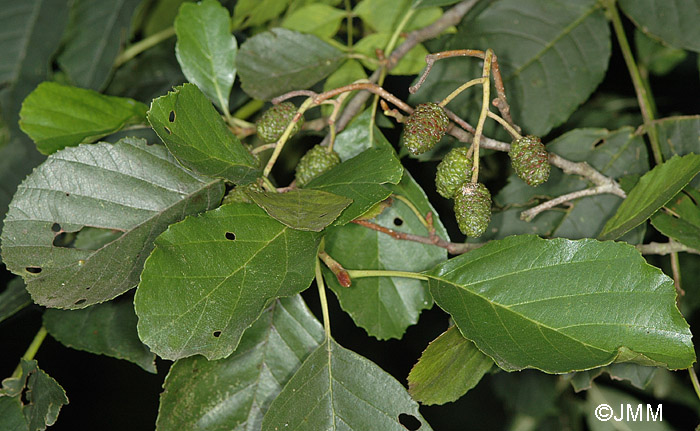 Alnus glutinosa