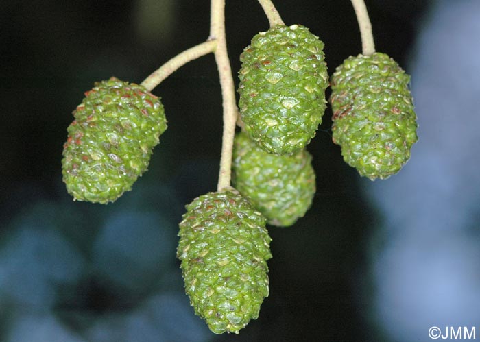 Alnus glutinosa