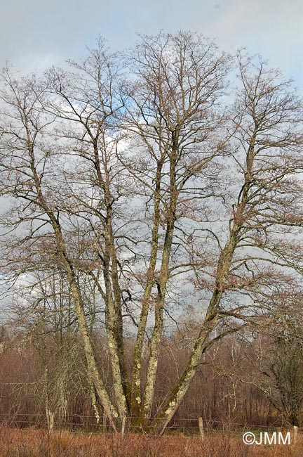 Alnus glutinosa