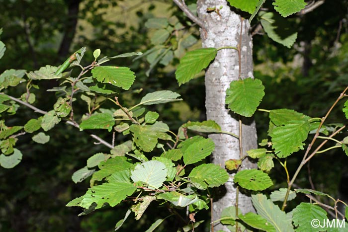 Alnus incana