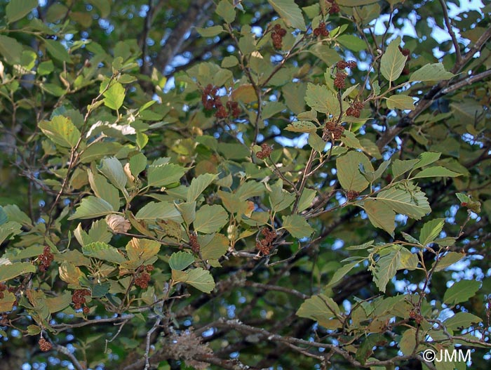 Alnus incana