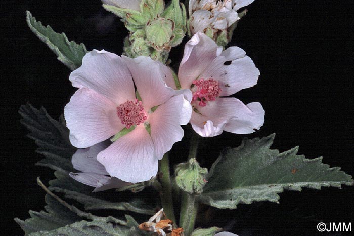 Althaea officinalis