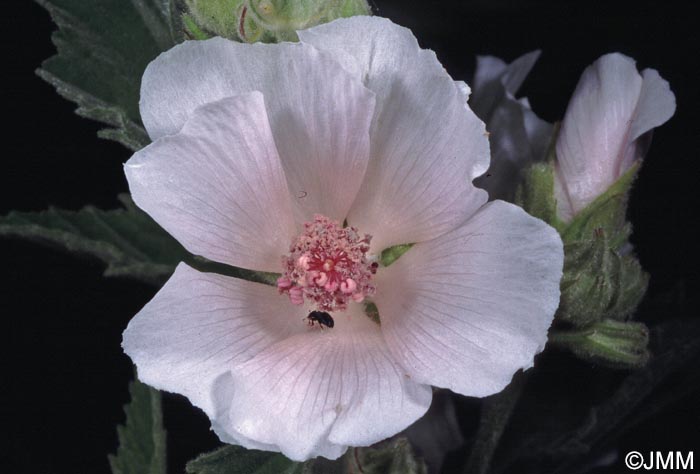 Althaea officinalis