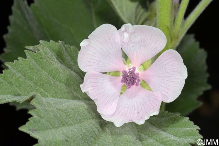 Althaea officinalis