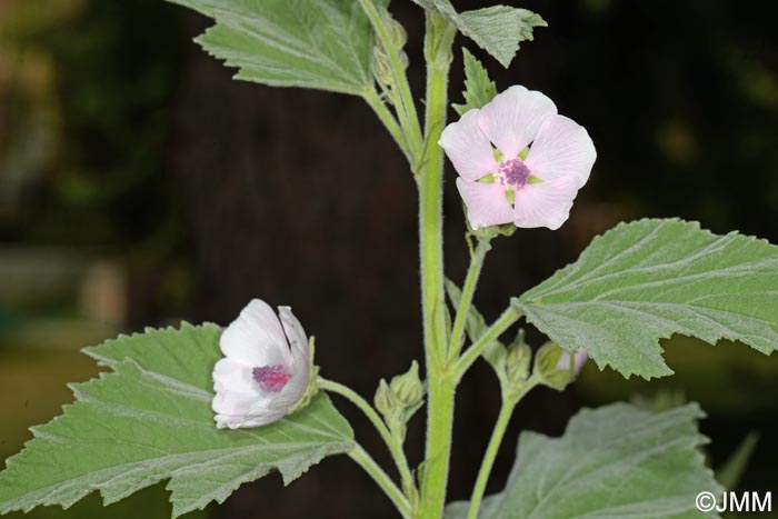 Althaea officinalis